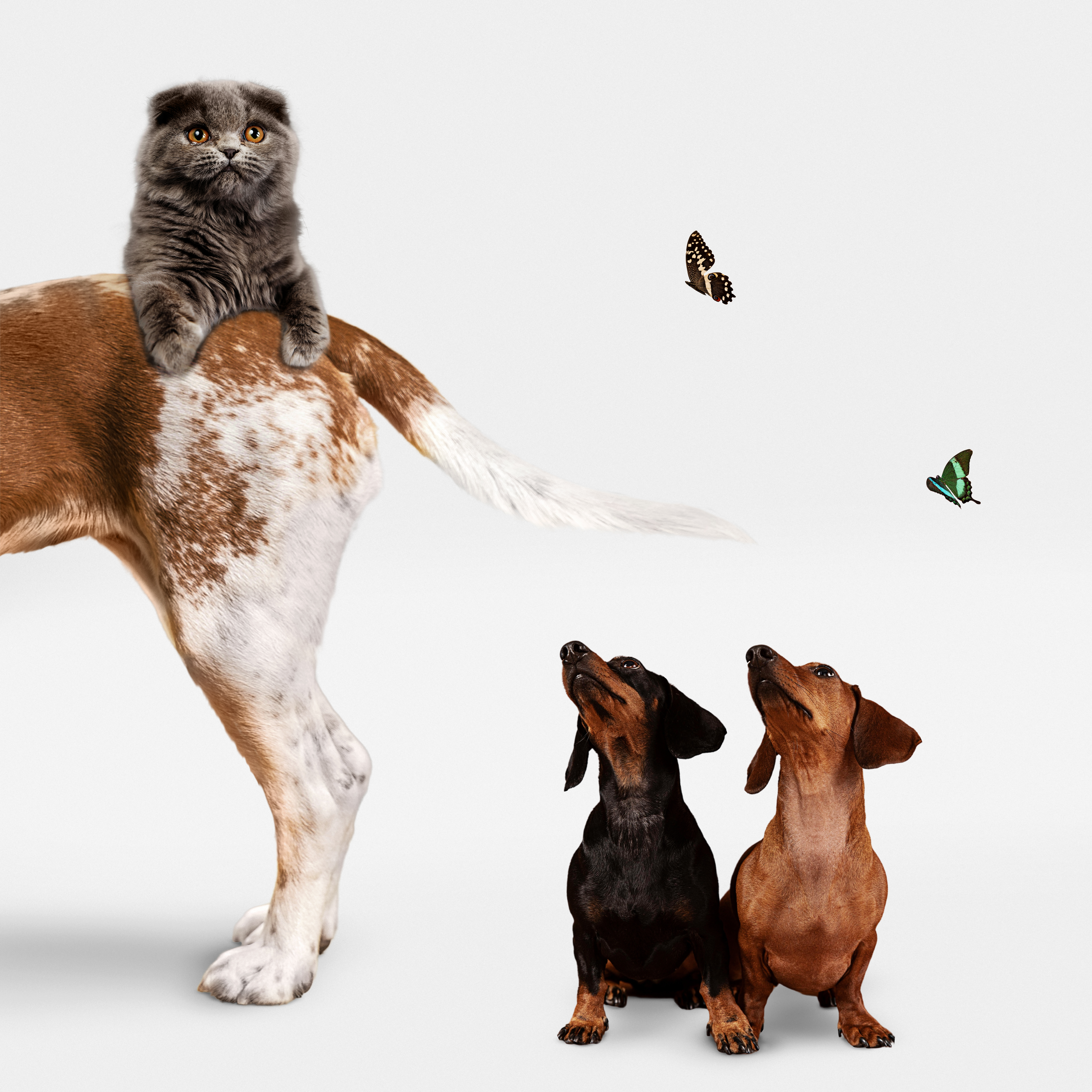 Best Drugs Pharmacy For Species